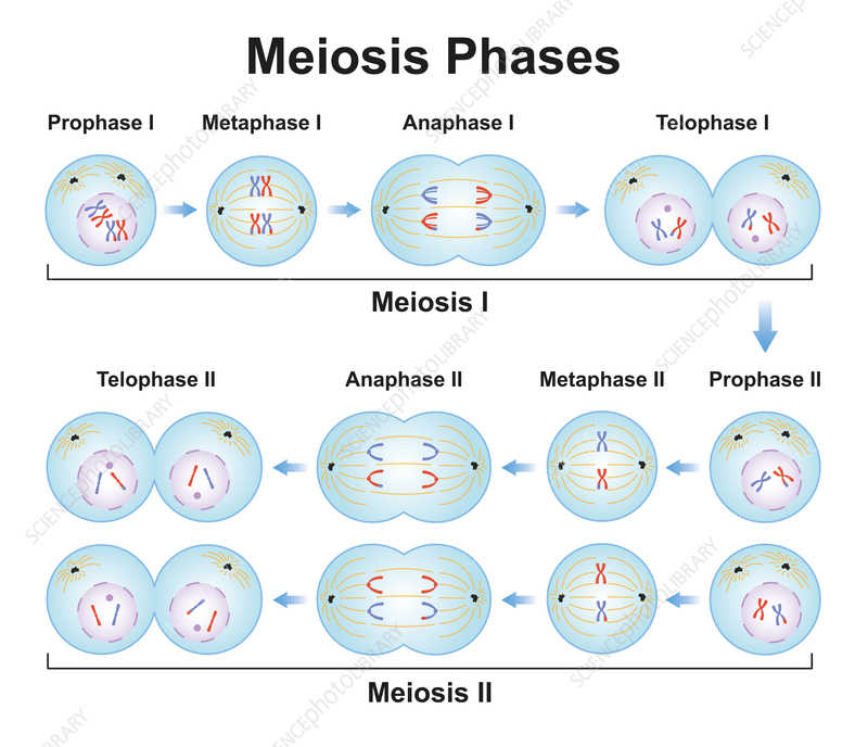 “Meiosis”