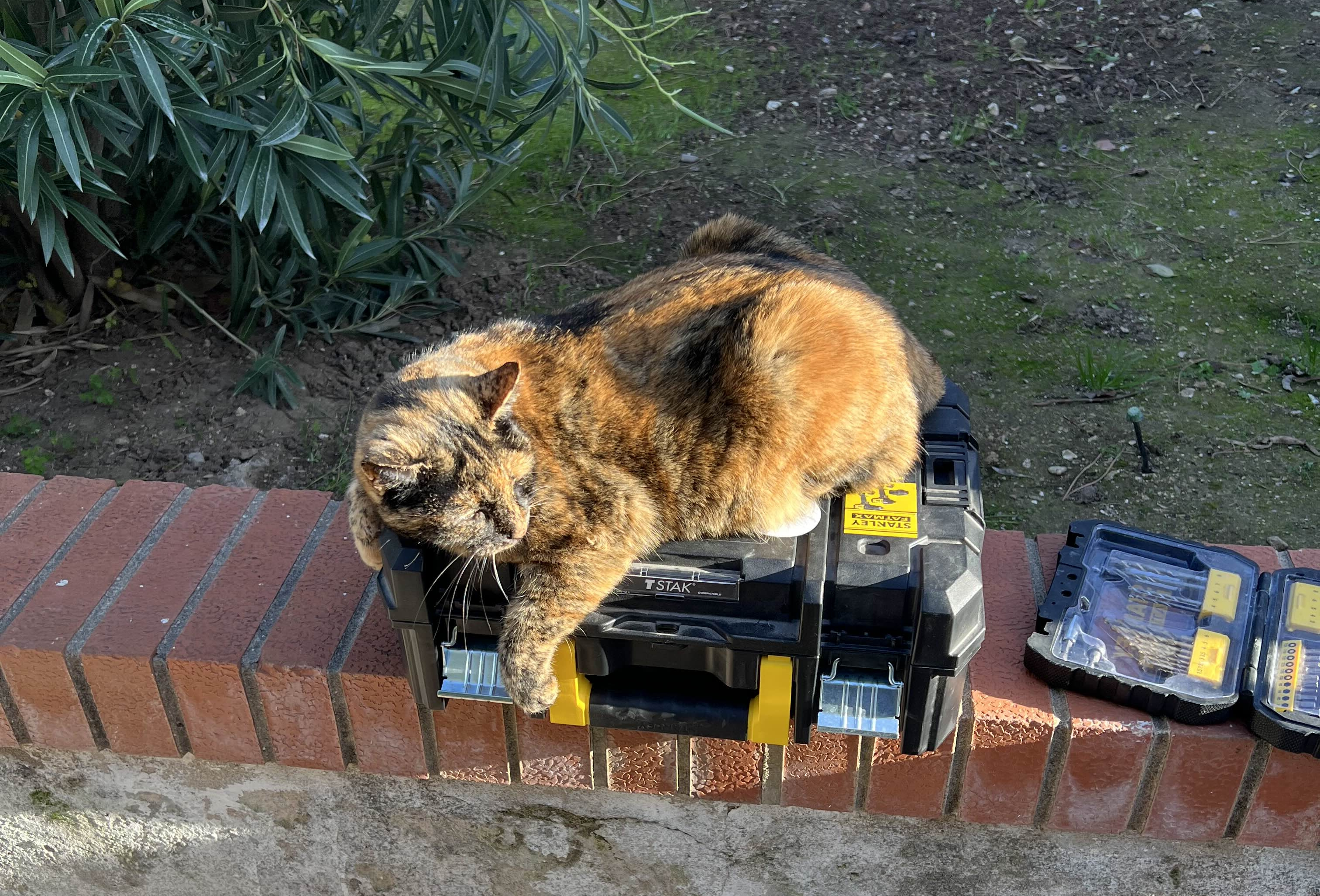 Alpha - not Schrödinger’s cat but it’ll work anyway.